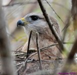 DSC_4141_001.JPG