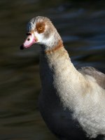 Goose.jpg
