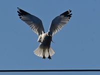 Gull5.jpg