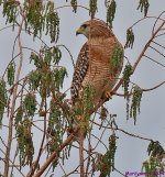 DSC_4173_001.JPG