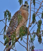 DSC_4184_001.JPG