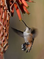Hummer39.jpg