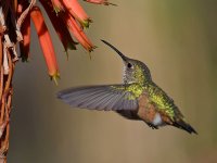 Hummer43.jpg