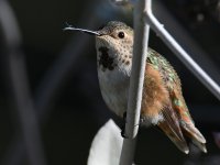 Hummer11.jpg