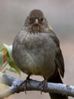 Towhee6.jpg