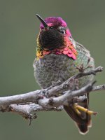 Hummer26.jpg