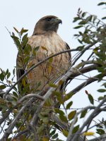 Hawk.jpg