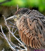DSC_4218_001.JPG