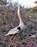 DSC_4237_001.JPG