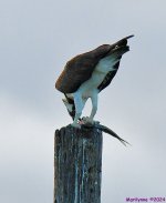 DSC_4244_001.JPG