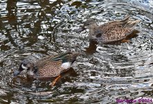 DSC_4321_001.JPG