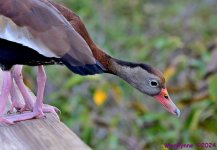 DSC_4394_001.JPG