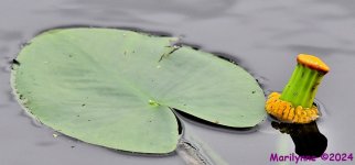 DSC_4400_001.JPG