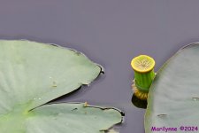 DSC_4406.JPG