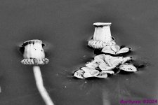 DSC_4398 bw_001.JPG
