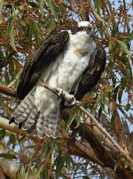 Osprey18.jpg