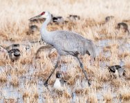 SandhillDucksField-253.jpg