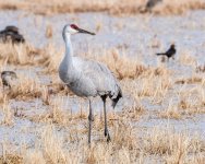 SandhillDucksField-255.jpg