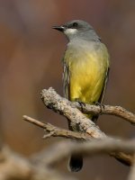Kingbird3.jpg