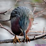 DSC_4422_001.JPG