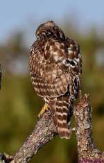 DSC_4485_001.JPG