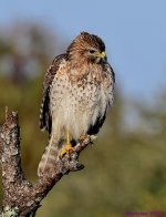 DSC_4496_001.JPG