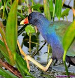 DSC_4513_001.JPG