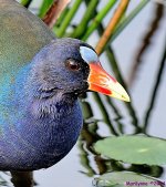 DSC_4526_001.JPG