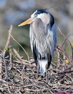 DSC_4541_001.JPG