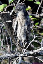DSC_4547_001.JPG