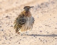 RoadRunner-253.jpg