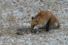 RD5_7951.jpg