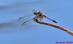 DSC_4632_001.JPG