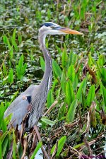 DSC_4634_001.JPG