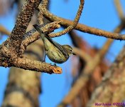 DSC_4646_001.JPG