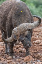 kenya19d34_5021.JPG