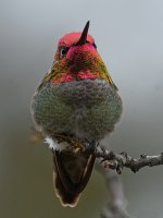 Hummer44.jpg