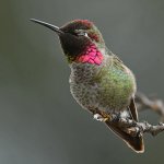 Hummer49.jpg