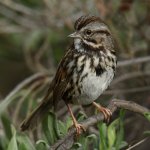 Sparrow11.jpg