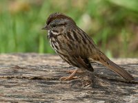 Sparrow6.jpg