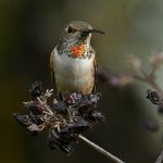 Hummer5.jpg