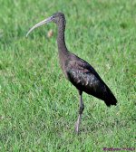 DSC_4790_001.JPG