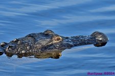 DSC_4799_001.JPG
