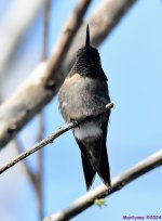 DSC_4803_001.JPG