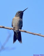 DSC_4837_001.JPG