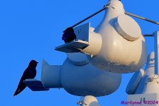 DSC_4869_001.JPG