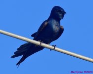 DSC_4874_001.JPG