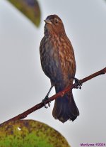 DSC_4899_001.JPG