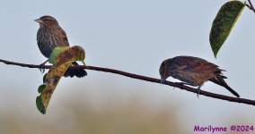 DSC_4901_001.JPG