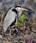 DSC_4929_001.JPG